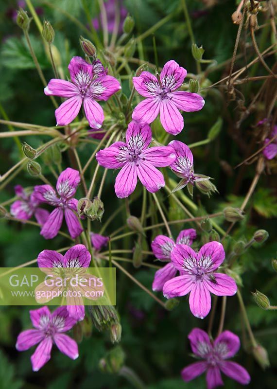 Geranium 'Nodosum'