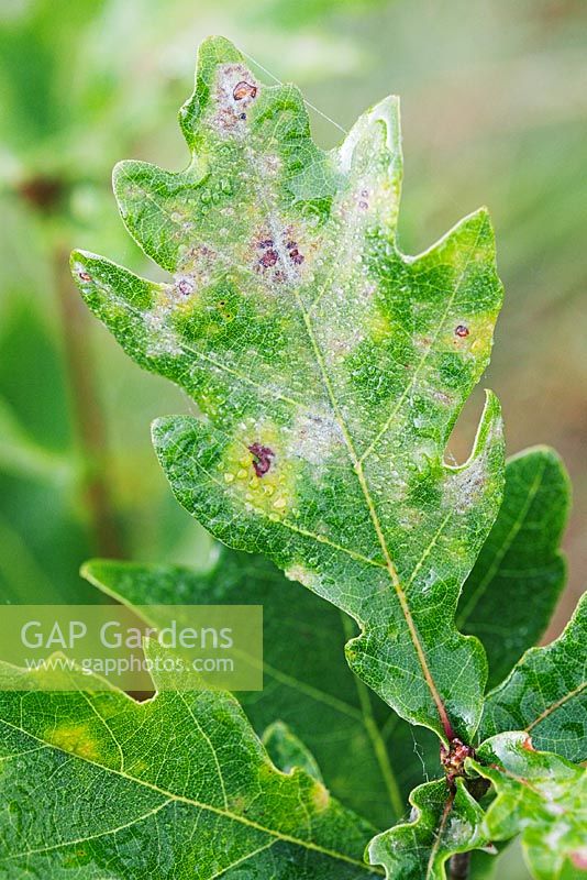 Powdery mildew on Pedunculate oak or English oak caused by the fungus Erysiphe alphitoides, also known as Microsphaera alphitoides - Woods Mill Nature Reserve, Sussex