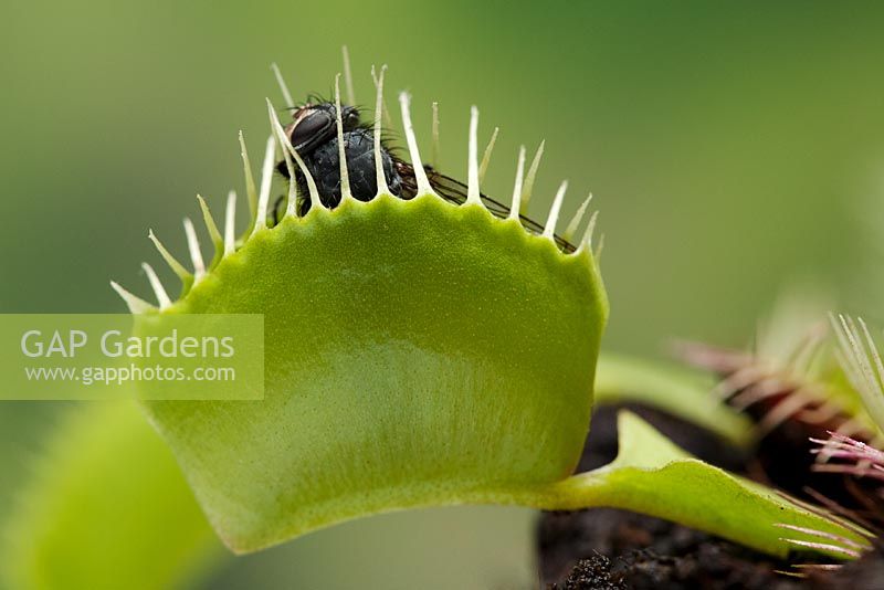 Dionaea muscipula - Venus Flytrap 