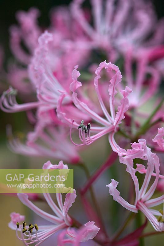 Nerine peersii 'Toorwaterpoort'