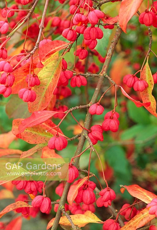 Euonymus 'Red Cascade' in Autumn