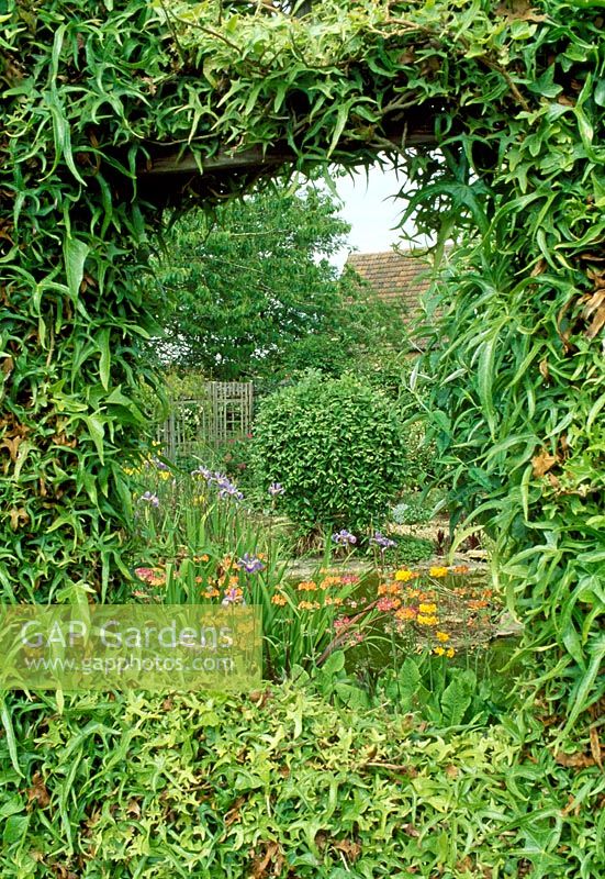 Window in ivy clad fence - The Priory, Wiltshire