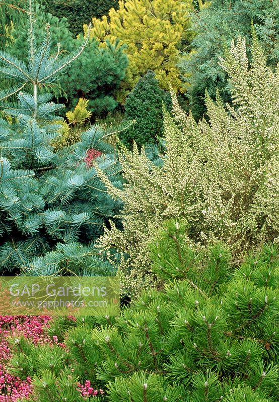 Pinus mugo, Erica carnea 'Myretoun Ruby', Erica x veitchii 'Exeter' and Abies concolor - Winter Garden at RHS Rosemoor