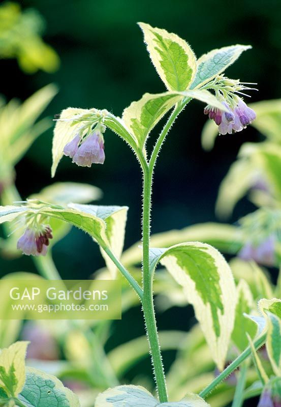 Symphytum x uplandicum 'Axminster Gold' - Comfrey