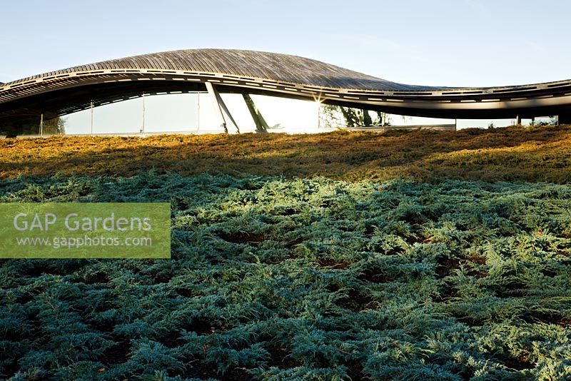 The iconic green roof of the Visitors' Centre, designed by Glenn Howells Architects. Planted with Juniper bushes - The Savill Garden, Windsor Great Park
