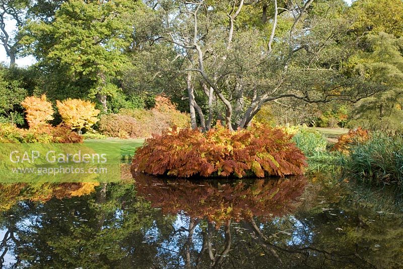Island in a pond with a mature oak underplanted with Osmunda regalis - The Savill Garden, Windsor Great Park