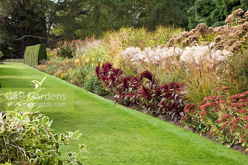 Autumn border with Miscanthus sinensis 'Ferner Osten', Aaranthus 'Red Cardinal', Eupatorium purpureum 'Atropurpureum', Sedum 'Autumn Joy', Canna and Kniphofia 'Alcazar' - The Savill Garden, Windsor Great Park
