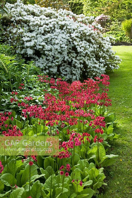 Primula candelbra and Rhododendons in Spring - The Savill Garden, Windsor Great Park