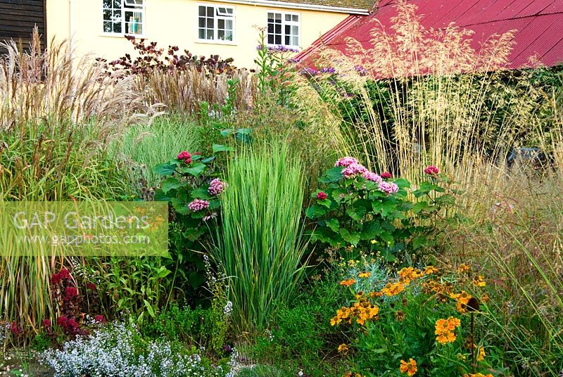 Colourful mix of perennials and grasses including Miscanthus, Stipa gigantea, Heleniums, Clerodendrum bungei and Sedum 'Purple Emperor' -Grass Garden, Hants