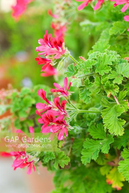 Pelargonium 'Concolor Lace' - Grass Garden, Hants