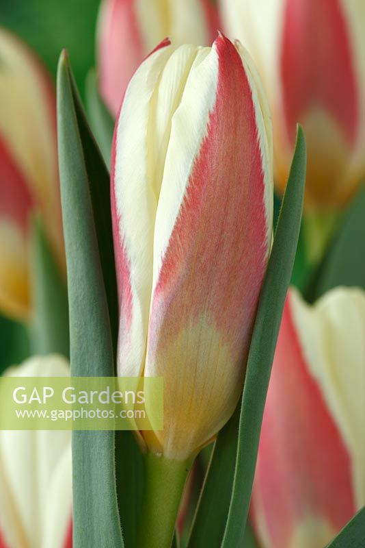 Tulipa kaufmanniana - Waterlily tulip, Kaufmanniana group, March
