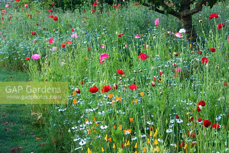 Small orchard with apple and pear trees growing amongst wildflowers and annuals including poppies, love-in-the-mist, corncockles, ox-eye daisies and Orlaya grandiflora - Coastal Garden, Dorset
