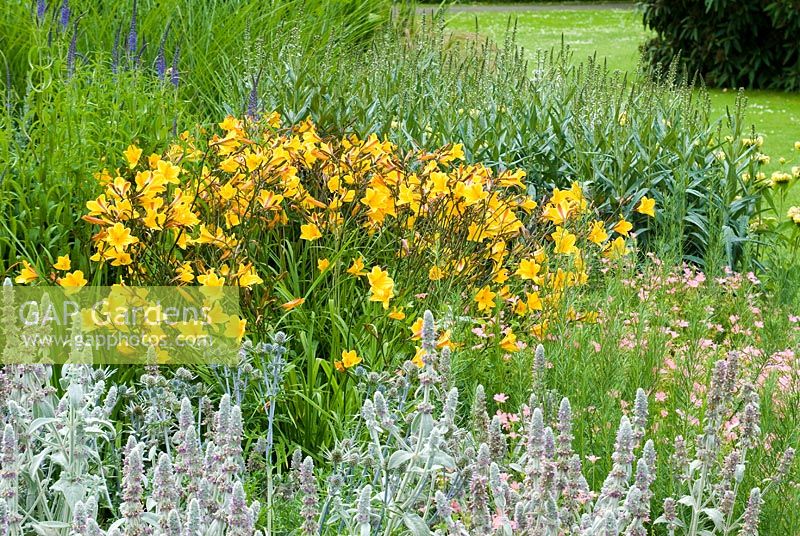 Hemerocallis 'Golden Chimes' flowering in border with Stachys byzantina, Geranium and Lysimachia ephemerum, June