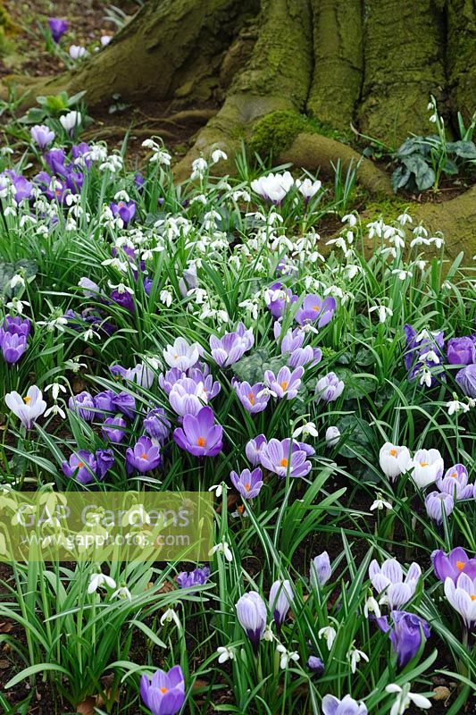 Galanthus - Snowdrops and dutch Crocus naturalised around base of old tree