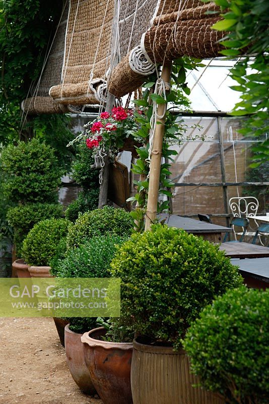 Row of clipped shrubs in pots at Petersham Nurseries, Richmond, Surrey 