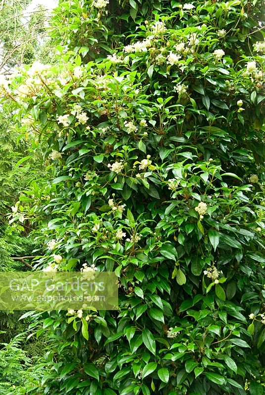 Hydrangea seemannii. Sir Harold Hillier Gardens/Hampshire County Council, Romsey, Hants, UK