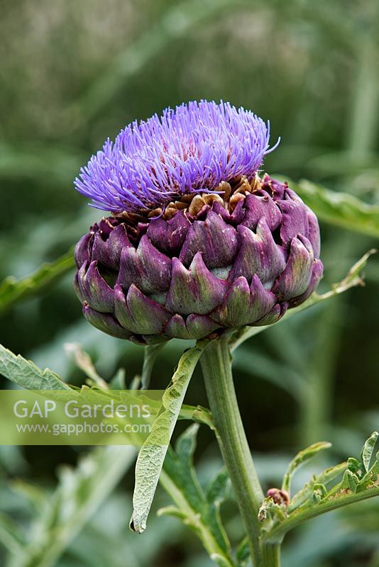 Cynara cardunculus