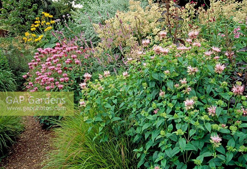 Border with late summer perennials and grasses -  Monarda, Veronicastrum. The Coach House, Hants