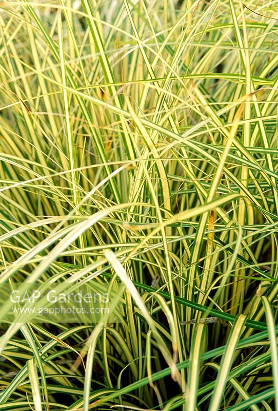 Carex hachijoensis 'Evergold'