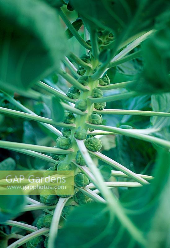 Brassica oleracea gemmifera - Brussel Sprout 'Bosworth' 