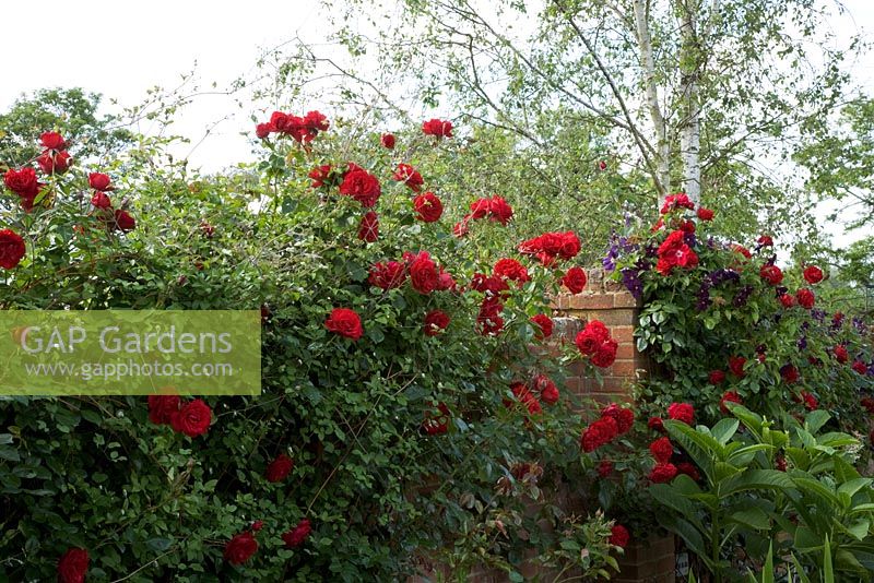 Rosa 'Danse de feu' flowering in a sunny walled garden