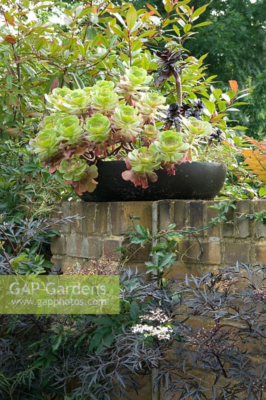Black bowl on brick wall with succulents. Sambuucus nigra in front. Yulia Badian, London, UK