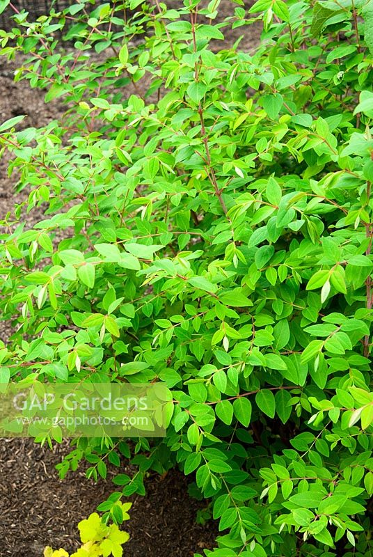 Hypericum uralum. Sir Harold Hillier Gardens/Hampshire County Council, Romsey, Hants, UK