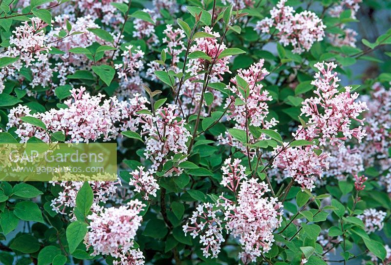 Syringa pubescens subsp. microphylla 'Superba'