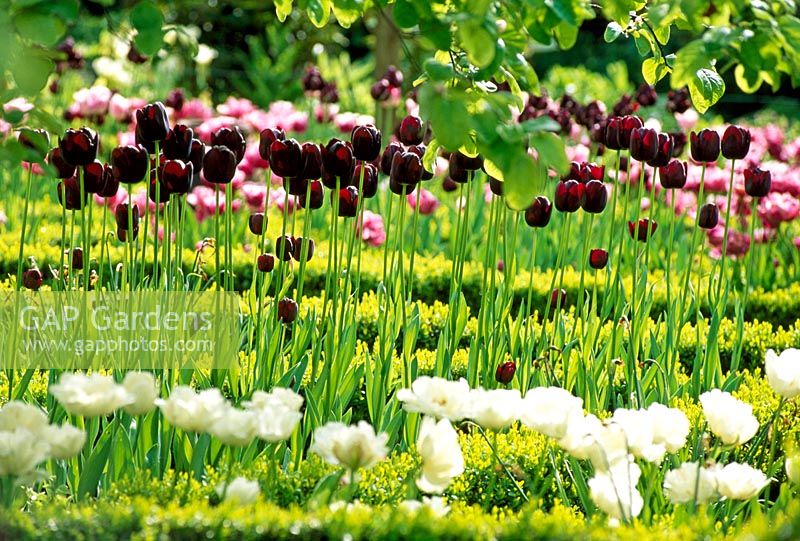 Mespilus - Medlar trees underplanted with Tulipa 'Queen of night' in Knot garden. Cerney House, Gloucestershire