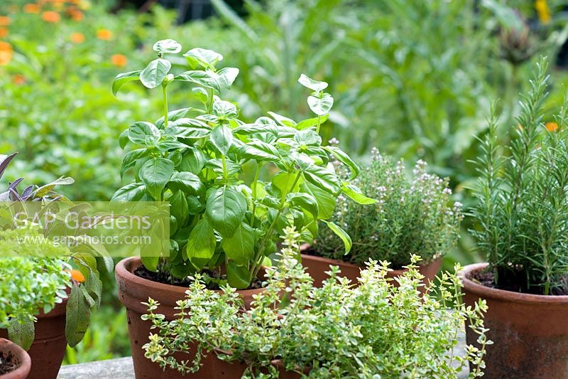Collection of culinary herbs in pots on table -  Sage, Thyme, Rosemary and Basil