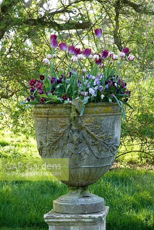Antique urn on plinth with spring flowers - tulips & violas iinc. Tulipa 'Carnaval de Nice'
