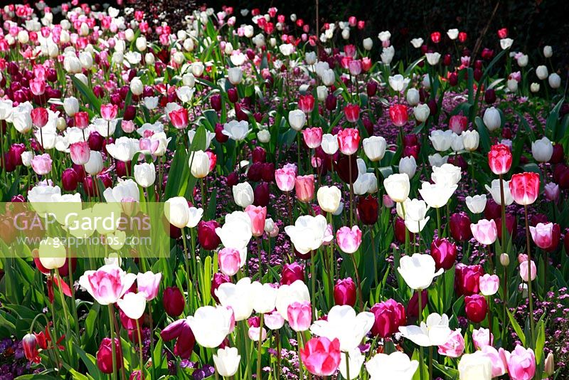 Colourful pink, white and red Tulipa at Schloss Ippenburg, Bad Essen, Germany