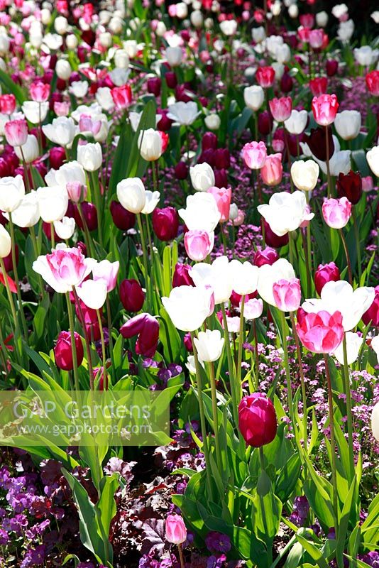 Colourful Tulipa at Schloss Ippenburg, Bad Essen, Germany