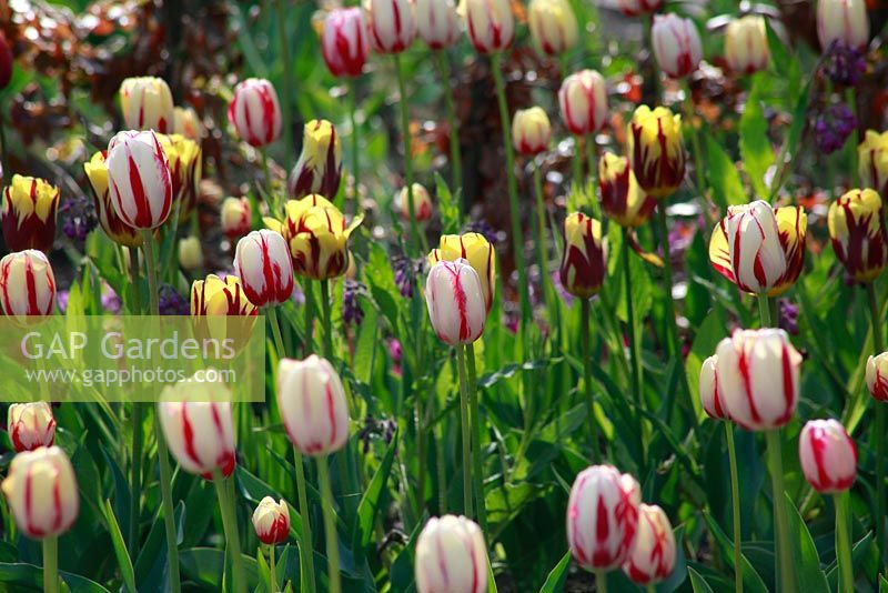 Colourful Tulipa at Schloss Ippenburg, Bad Essen, Germany 
 