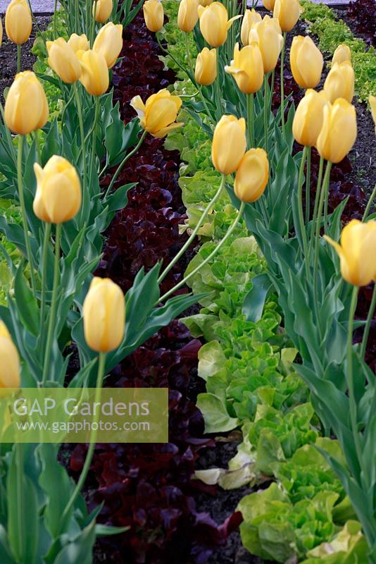 Tulipa and Lactuca - Lettuce planted in rows in kitchen garden at Schloss Ippenburg, Bad Essen, Germany 
 