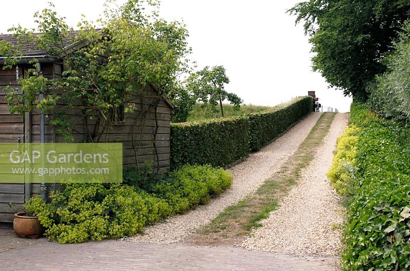 Rosa 'Mme Alfred Carriere' growing over wooden garage. . Schrijvershof, Holland 