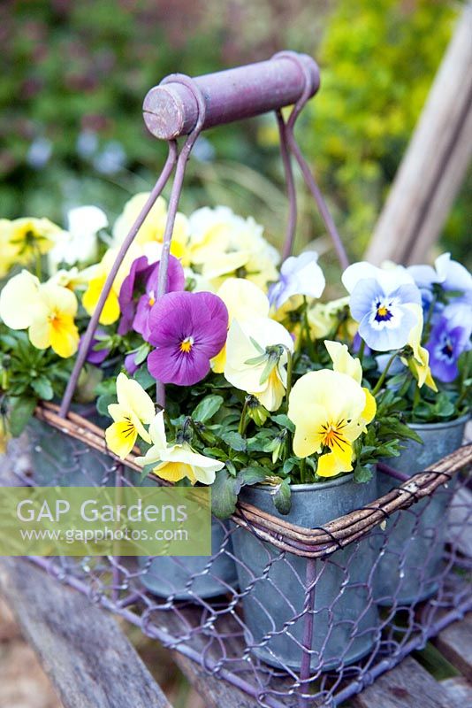Mixed Violas in galvanised containers