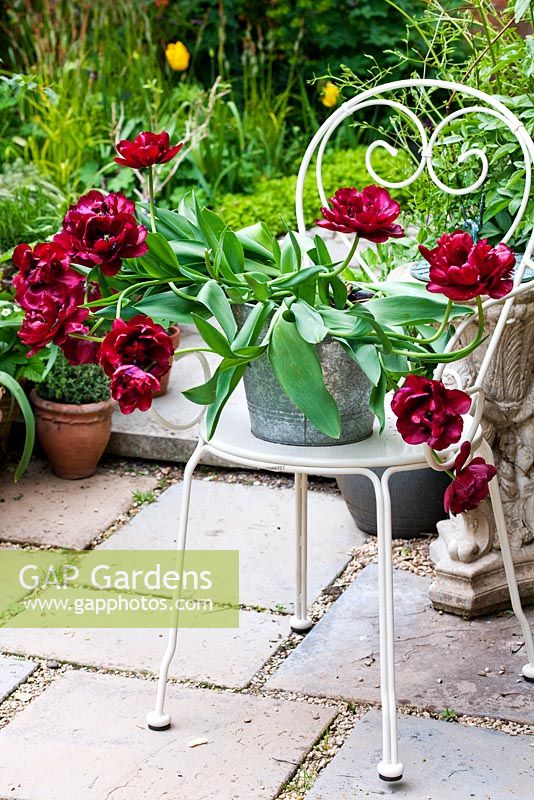 Tulipa 'Antraciet' in metal pot on chair