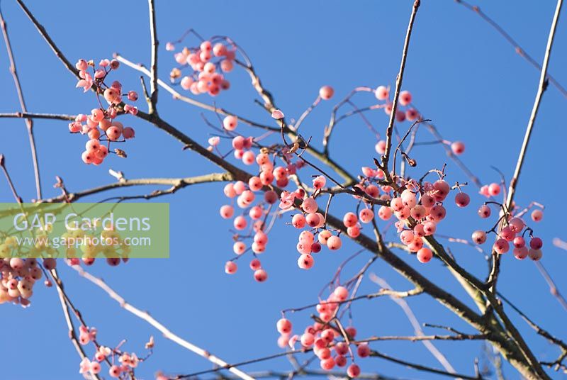 Sorbus rehderiana berries