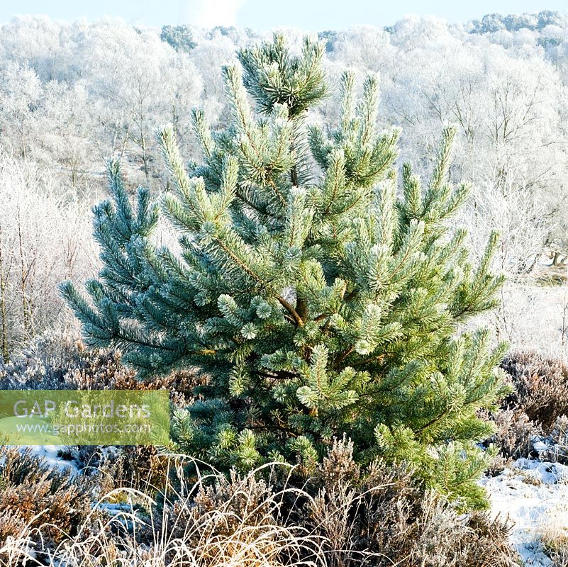 Young conifer covered in frost. Brindley Valley area, early winter. Cannock Chase Country Park, UK 
 