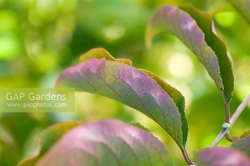 Euonymus hamiltonianus 'Poort Bulten'
