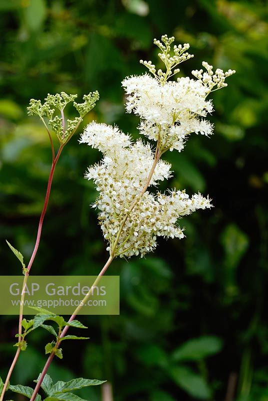 Filipendula ulmaria - Meadowsweet flowers.