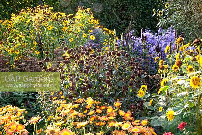 Autumn border of Aster laevis, Helenium, Monarda 'Gewitterwolke' and Dendranthema 'Dernier Soleil'
 