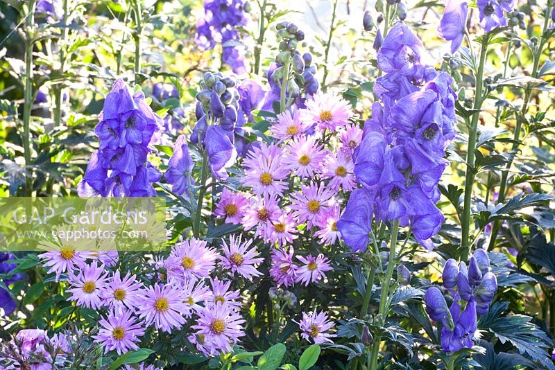 Aconitum - Monkshood and Aster