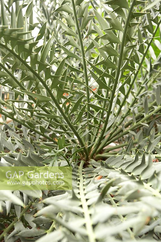 Encephalartos horridus - Eastern Cape Blue Cycad 
