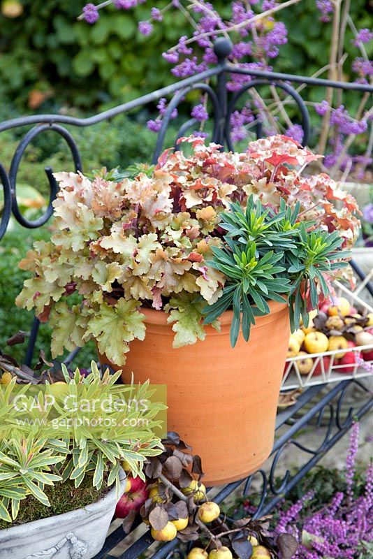 Autumn pots of Heuchera 'Marmalade' and Euphorbia amygdaloides 'Purpurea' with baskets of crabapples