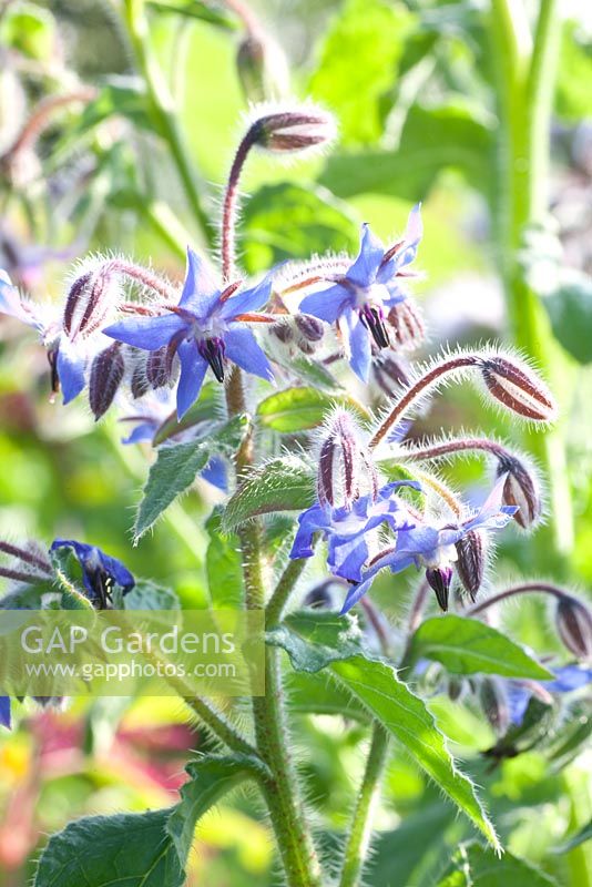 Borago officinalis - Borage