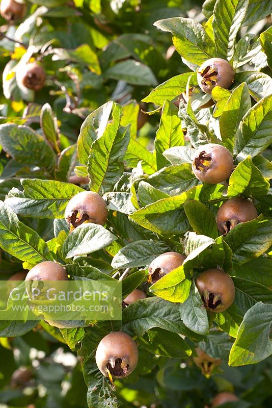 Mespilus germanica - Medlar