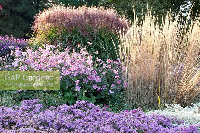 Aster amellus, Miscanthus, Calamgrostis, Anemone japonica 'Rosenschale'