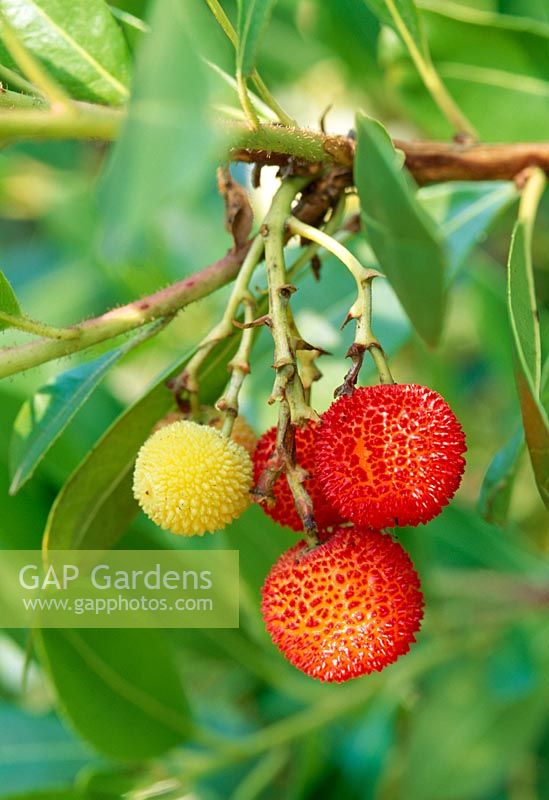 Arbutus unedo 'Compacta' - Strawberry Tree